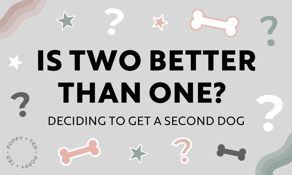 Is Two Better Than One Deciding To Get A Second Dog