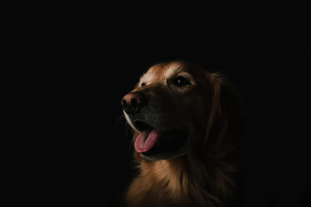 dog 