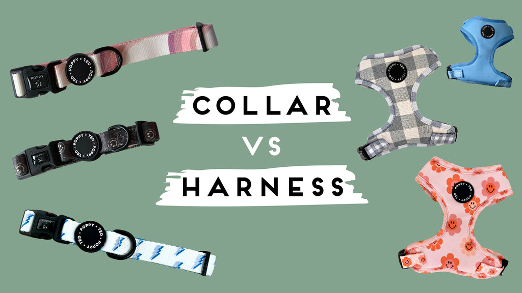 dog harness vs collar