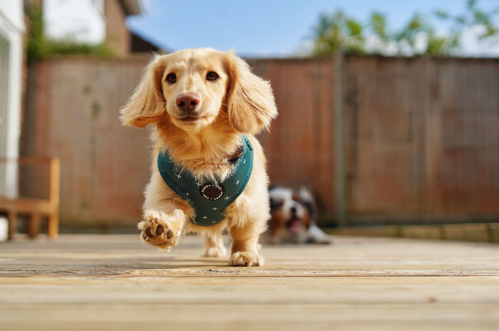 puppy in harness