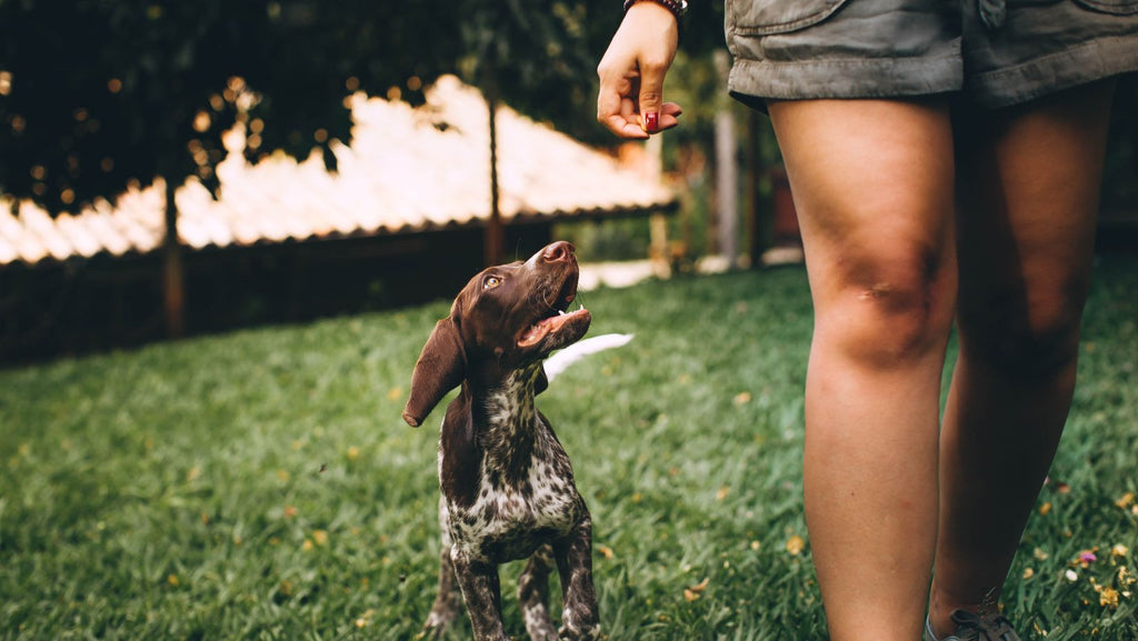 person and dog