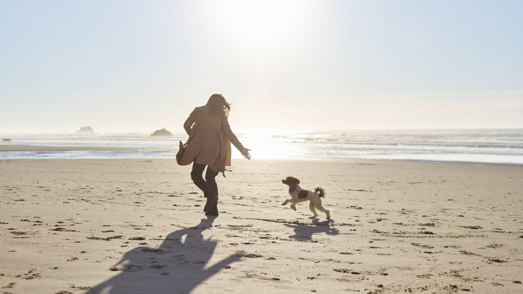 person and dog on beach