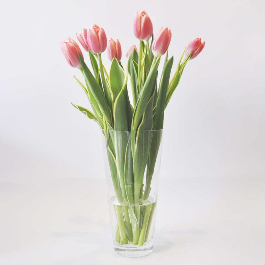 30 Tulipanes frescos / Elige 3 Colores – Tulipanes Chile
