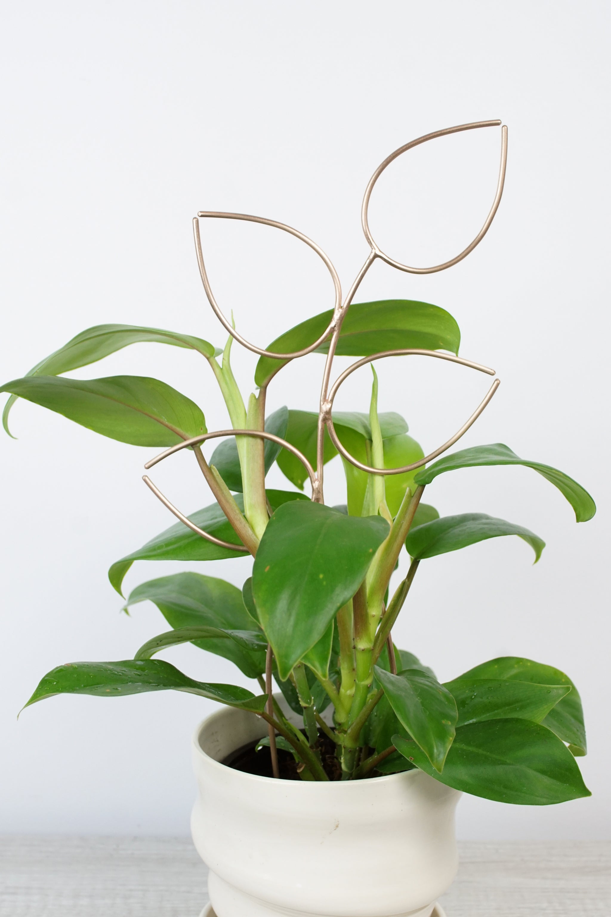 Four Leaf Vine Bronze Plant Stake Indoor Trellis Megan Auman