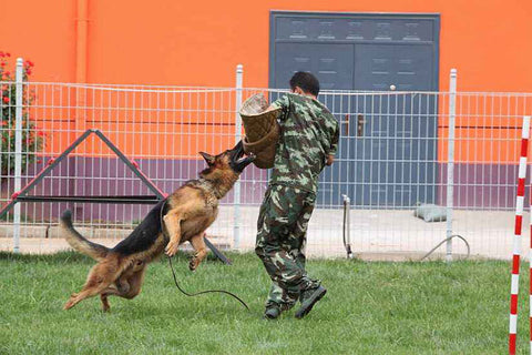 How old can a dog start training and how should he be trained