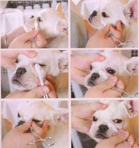 how to judge dogs health by skin