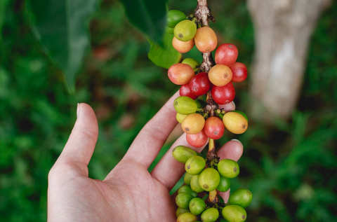 coffee fruit