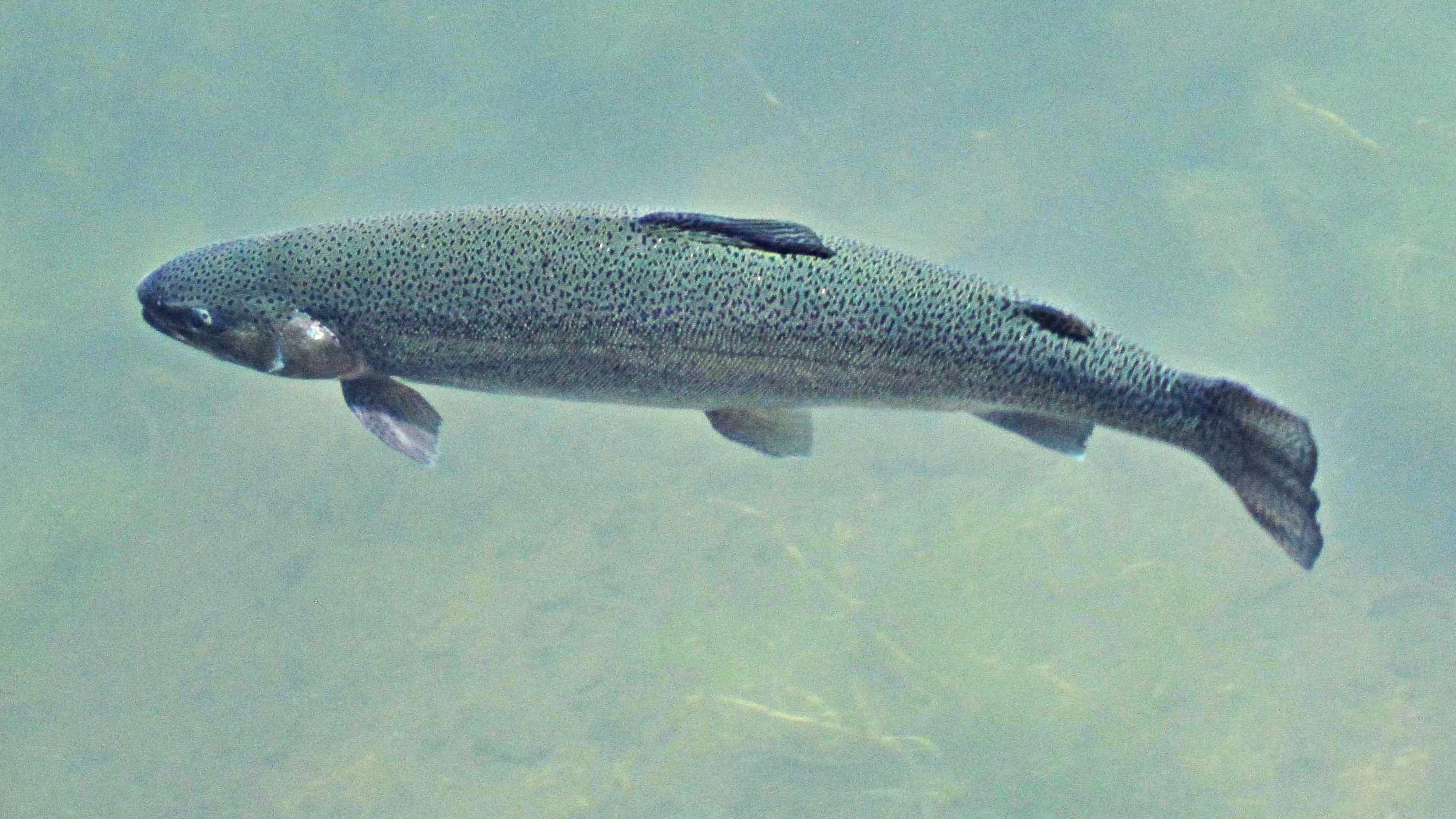 fish in lake water