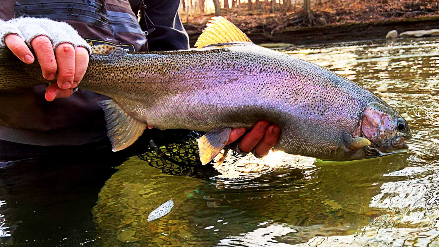 Free Steelhead 101, Learn to Fly Fish for Steelhead