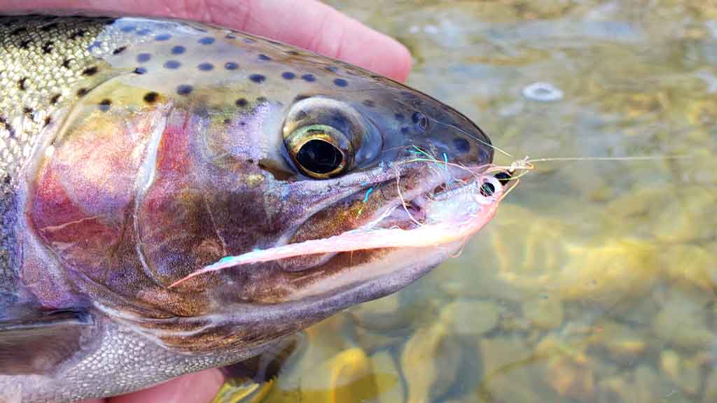 Life on the Fly Midnight Sun Rainbow Trout Fishing Fly Line Alaska