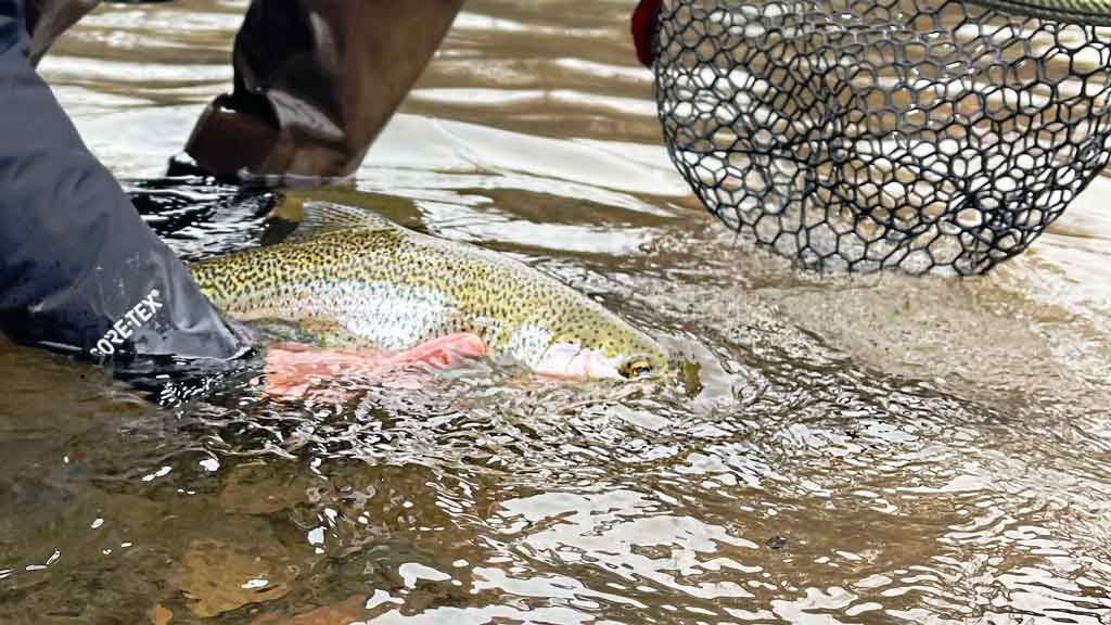 https://cdn.shopify.com/s/files/1/0031/2210/2339/articles/Fly-Fishing-for-Stocked-Trout-in-Rivers-and-on-Still-Water_1200x.jpg?v=1615413089