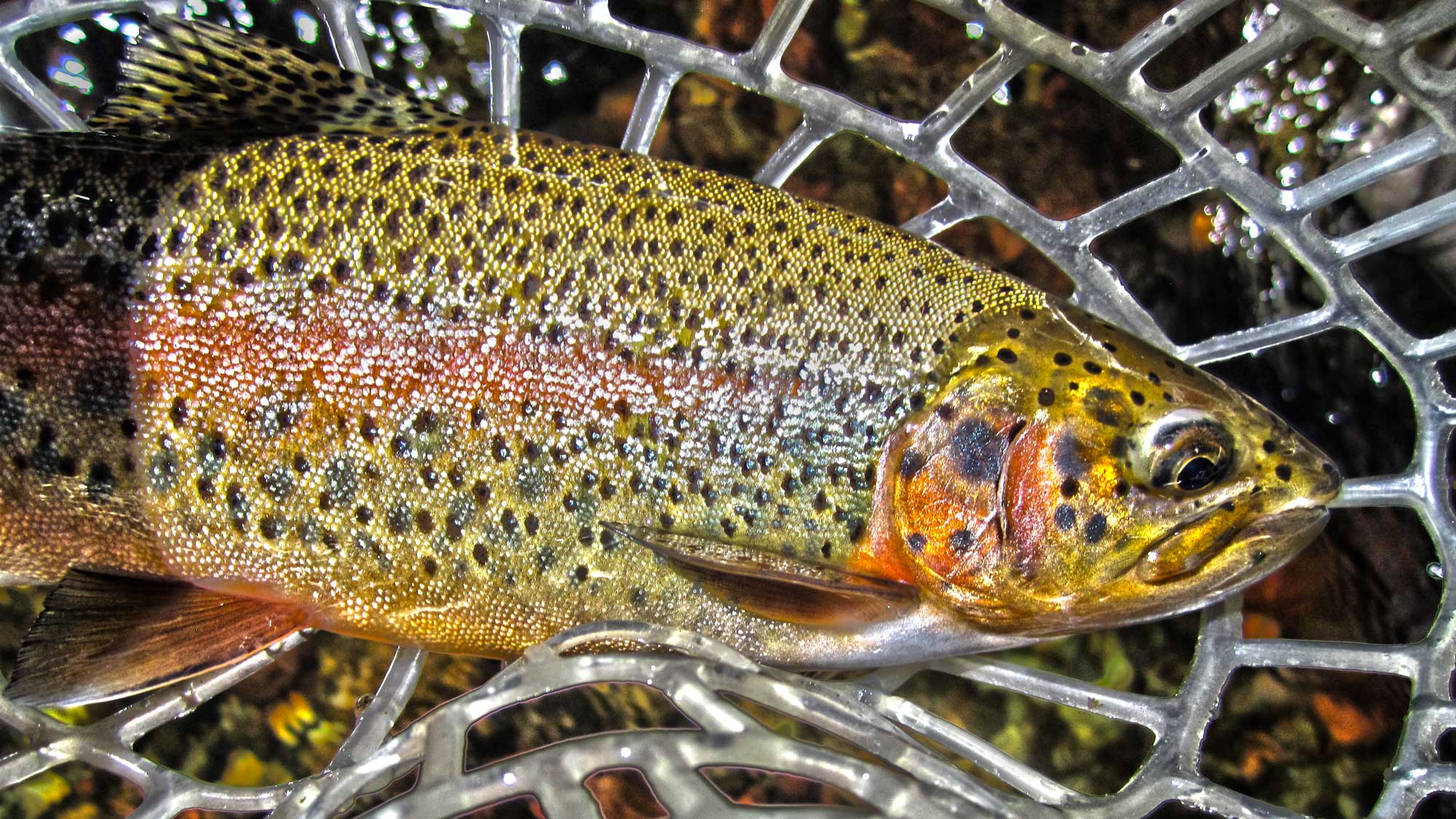 特集 The Way of a Trout with a Fly - 本