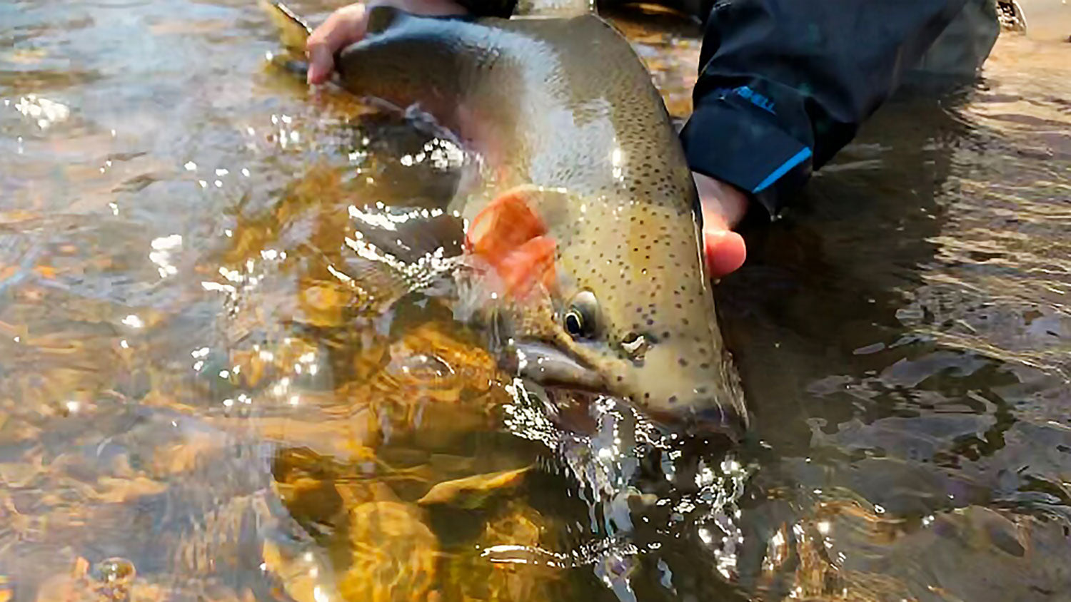 Mountain Trout Fly Fishing School in George Washington National Forest –  Murray's Fly Shop