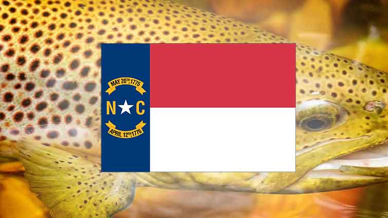 Brown Trout caught in North Carolina with Flag in Front