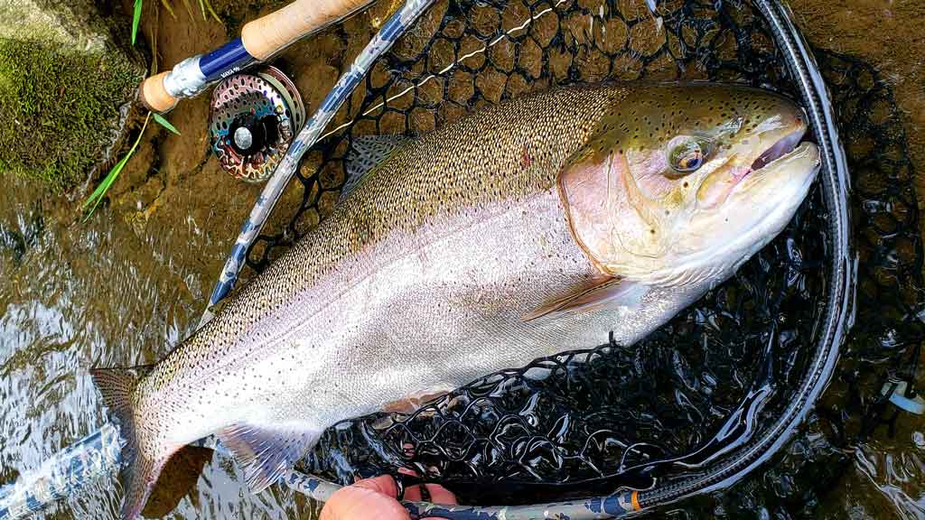 Large Trout Caught Fly Fishing