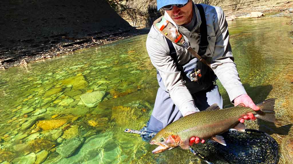 Man Catching Large Trout in April
