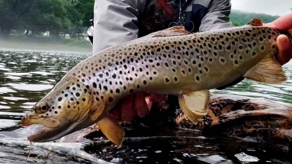 15 Best Trout Fly Fishing Flies for the Month of July