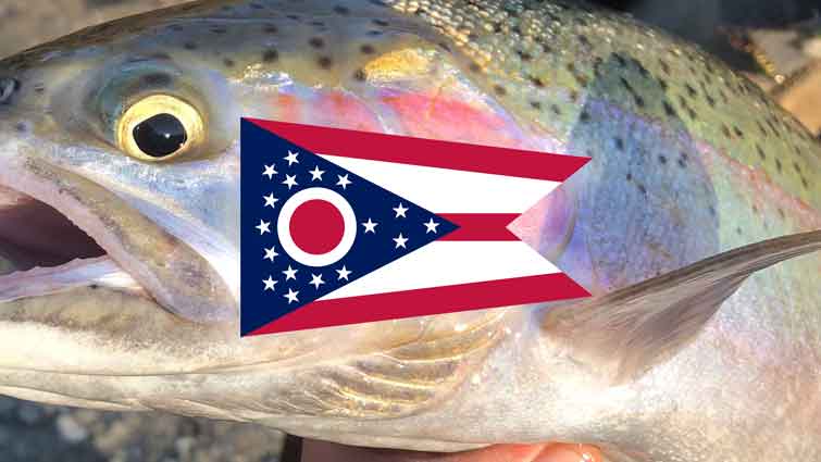 Large Steelhead Trout with Ohio State Flag