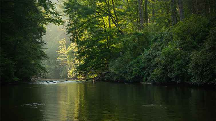 Abrams Creek Tennessee Fly Fishing