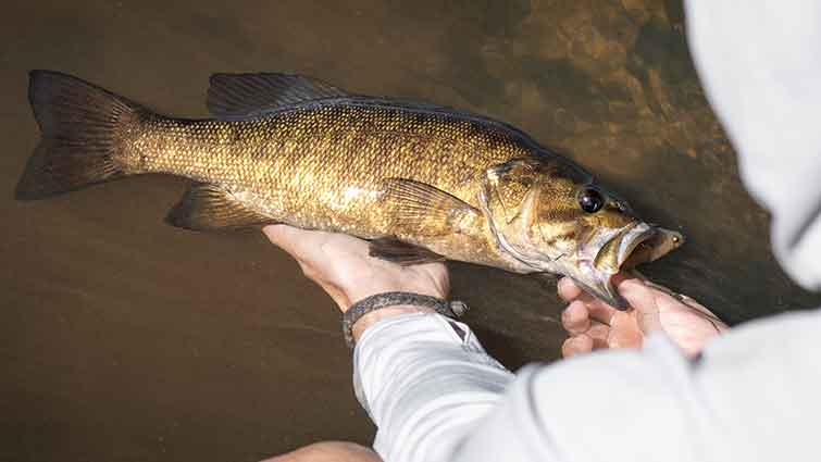 Large Mouth Bass Caught Fly Fishing in Alabama