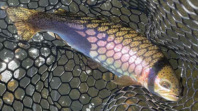 Large Rainbow Trout Caught in Maine River