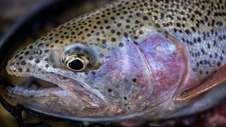 Large Cutthroat Trout from Nevada
