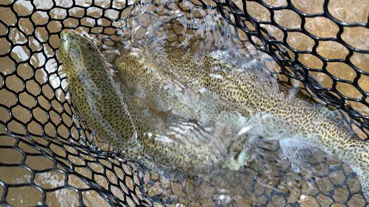 Do I Need a Net for Fly Fishing?