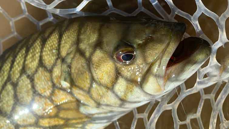 Bass in fly fishing net