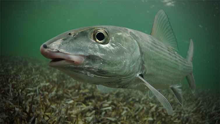 Bonefish Fly Fishing in Florida