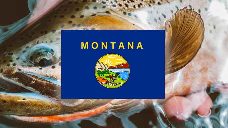 Montana state fish and montana state flag