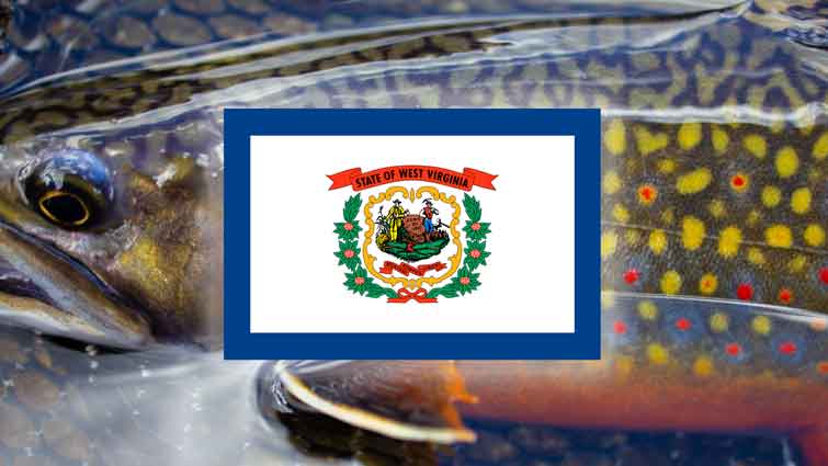 West Virginia state flag with a background of a brooke trout