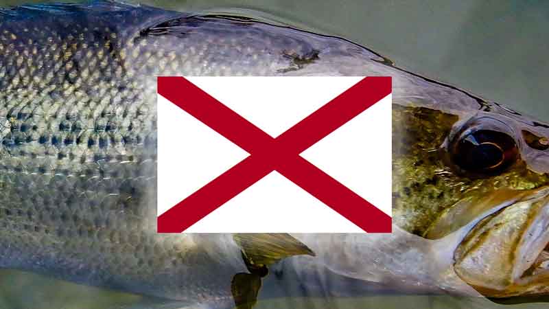 Alabama State Flag over Large Mouth Bass