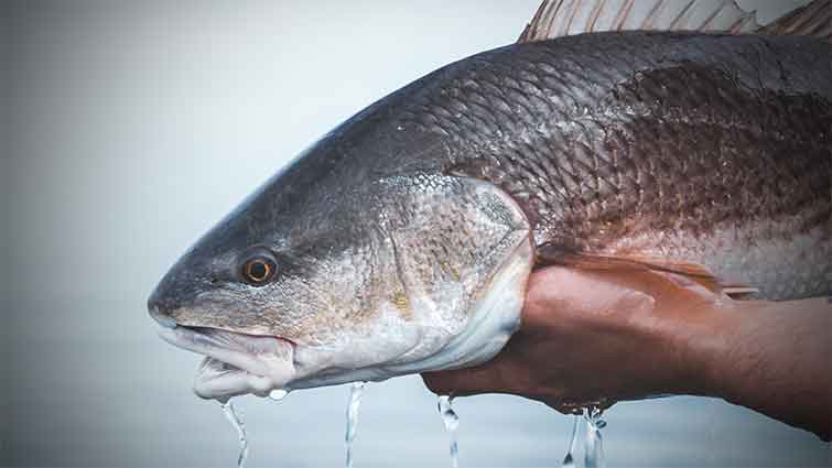 Redfish caught in Florida