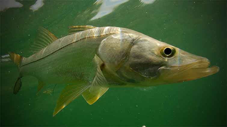 Best Snook Fly Selection for Florida