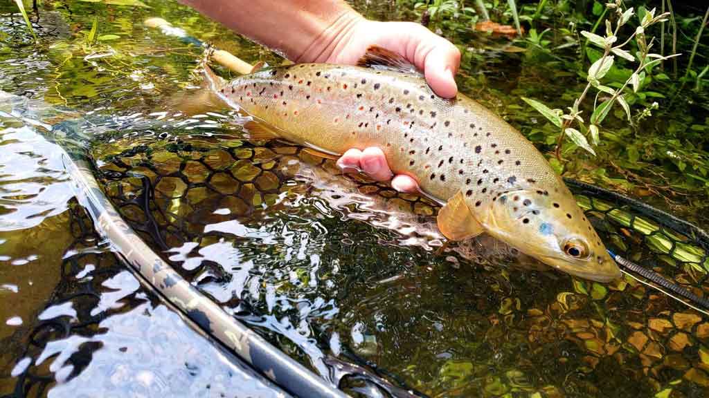 Trout Caught Dry Fly Fishing