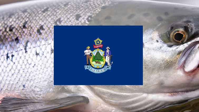 Atlantic Salmon Maine State Fish and Maine State Flag