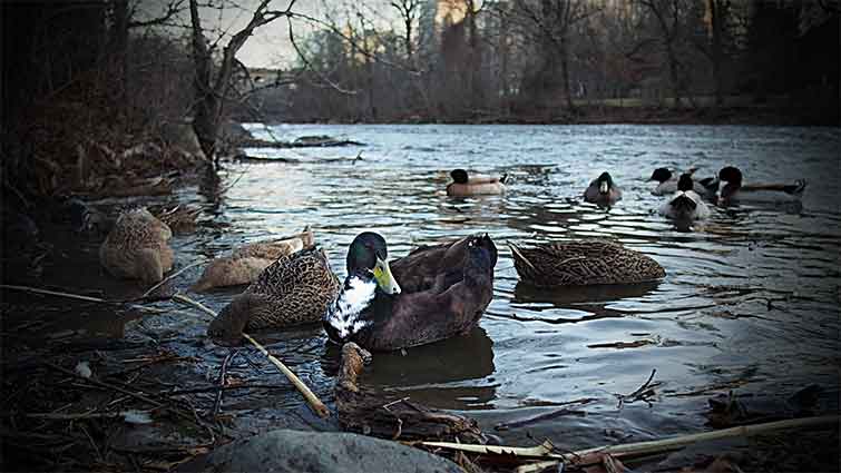 Brandywine Creek Delaware Fly Fishing