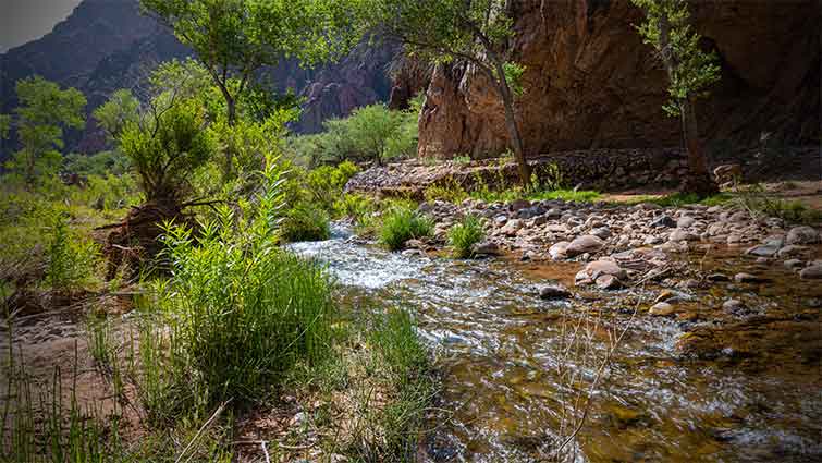 Bright Angel Creek Arizona Fly Fishing