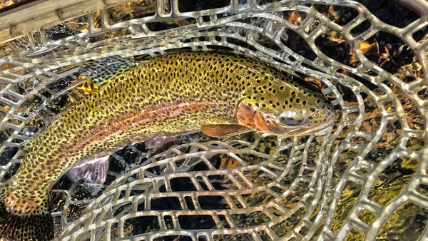 Large Rainbow Trout