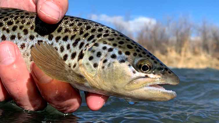 Brown Trout in Fly Fishers Hand