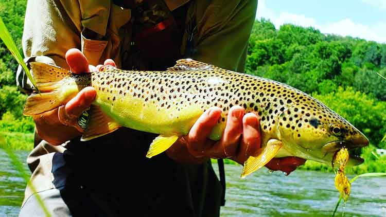 Brown Trout Caught on Fly Fishing Streamers