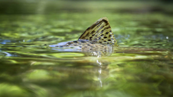 Trout coming up to take a fly for fly fishing