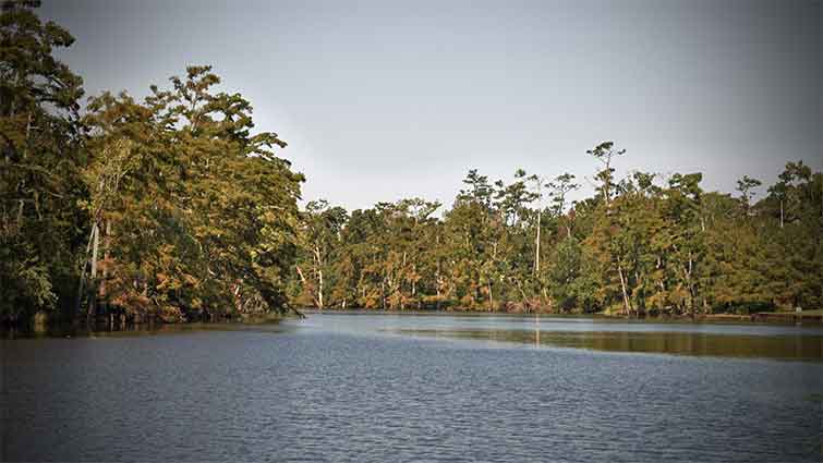 Calcasieu River Saltwater Barrier Louisiana Fly Fishing