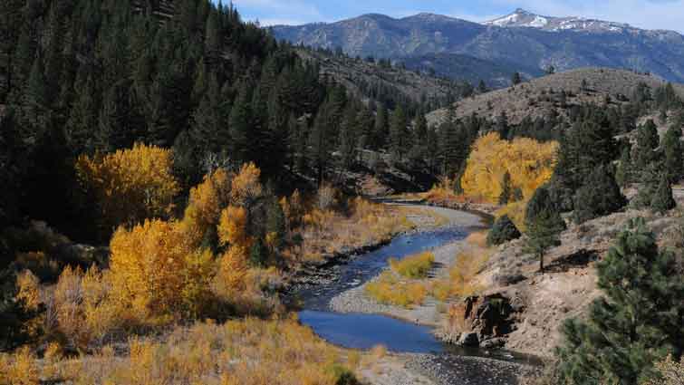 Carson River California Fly Fishing