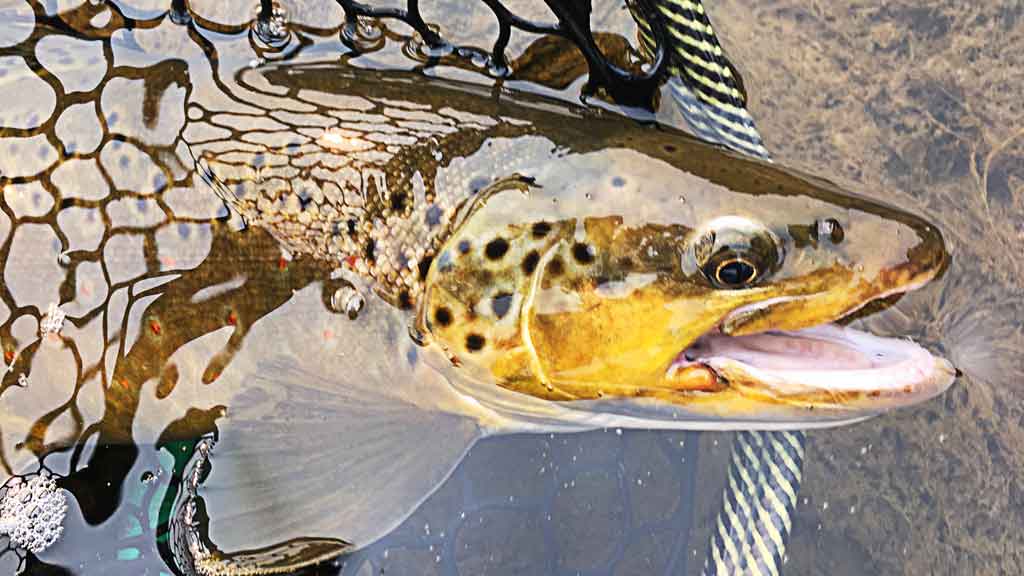 Large Trout