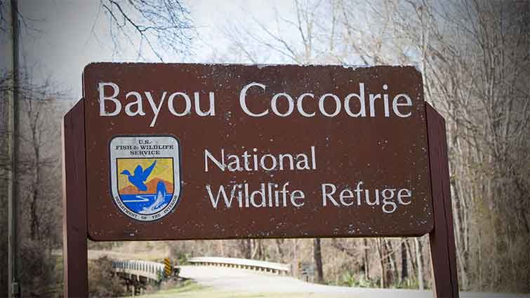 Cocodrie Louisiana Fly Fishing