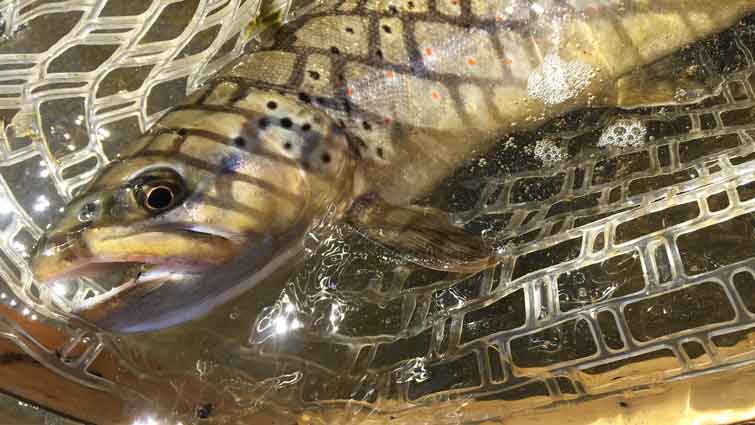 Colorado Brown Trout