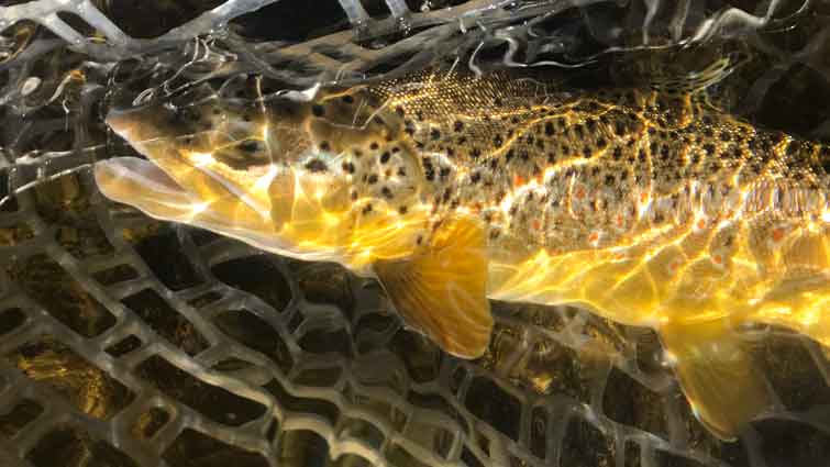 Colorado Brown Trout in Net under Water
