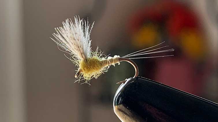 Best Fly Types to Catch Trout