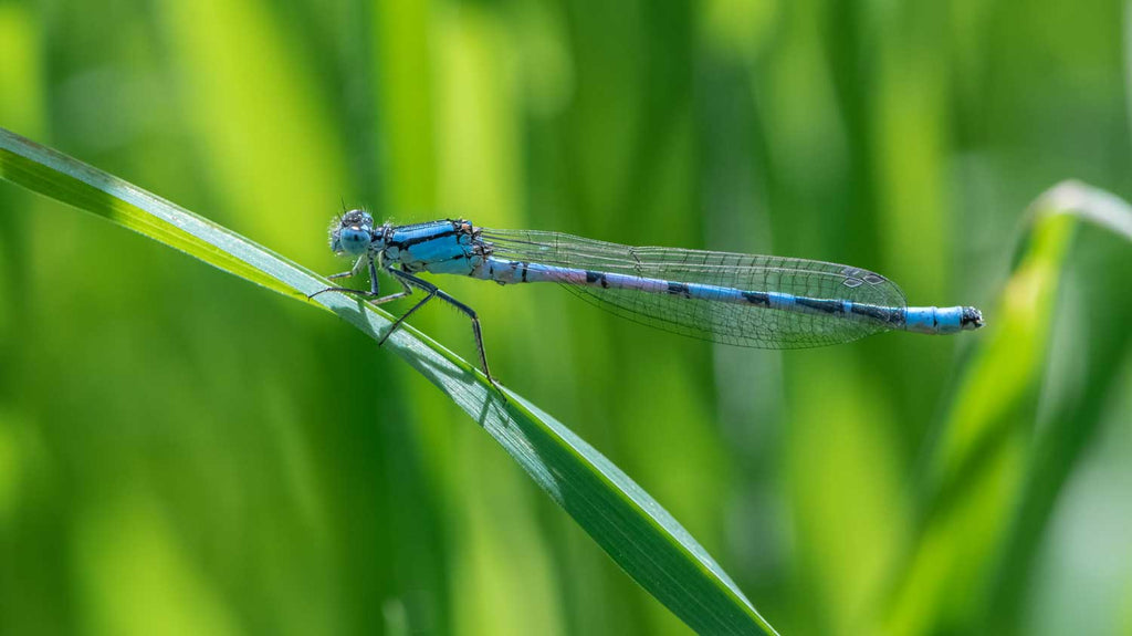 Damselfly on lake side